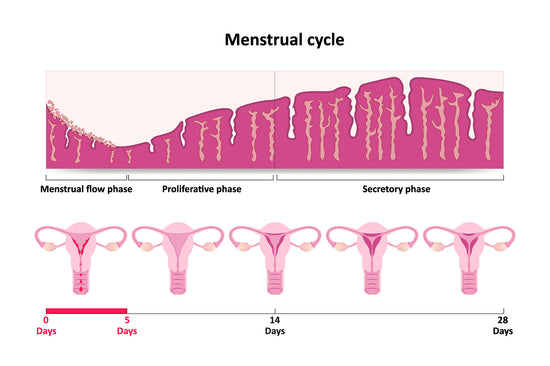 Grafik des Menstruationszyklus